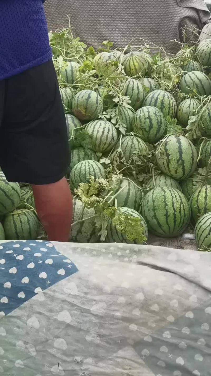 陆地小京欣，