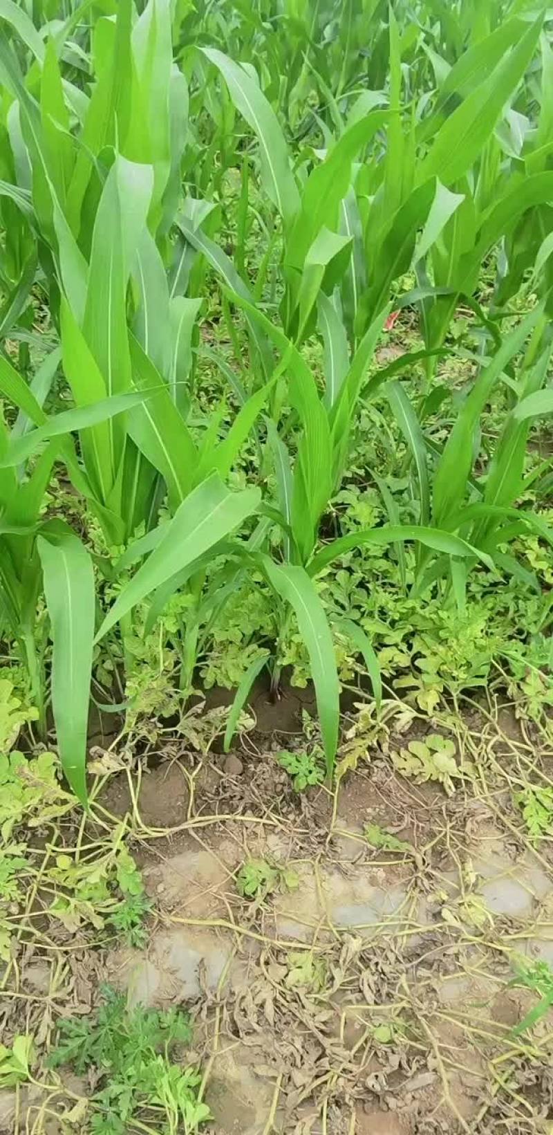 陆地小京欣，
