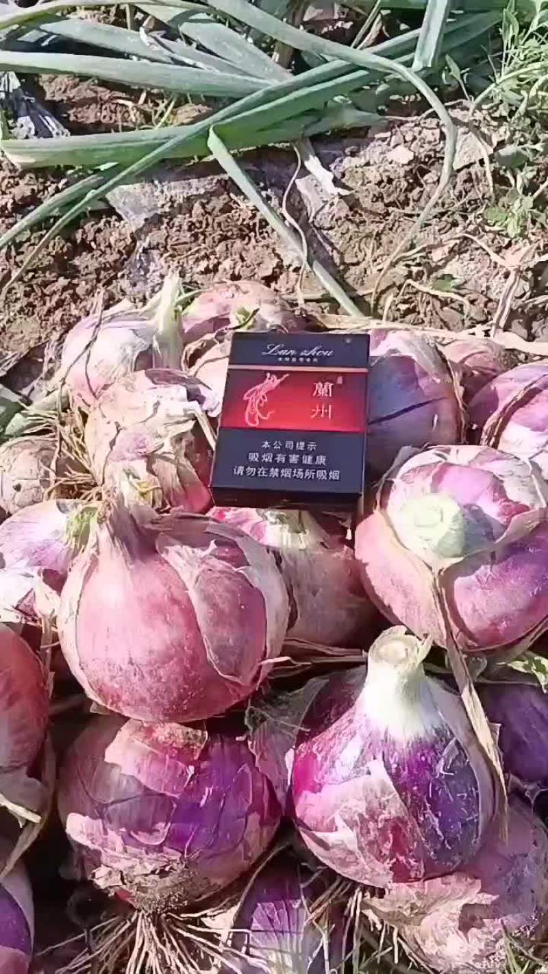 甘肃张掖二红洋葱
