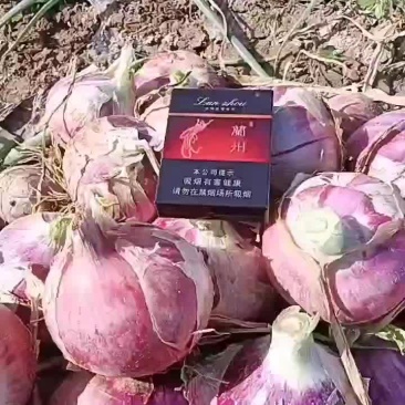 甘肃张掖二红洋葱