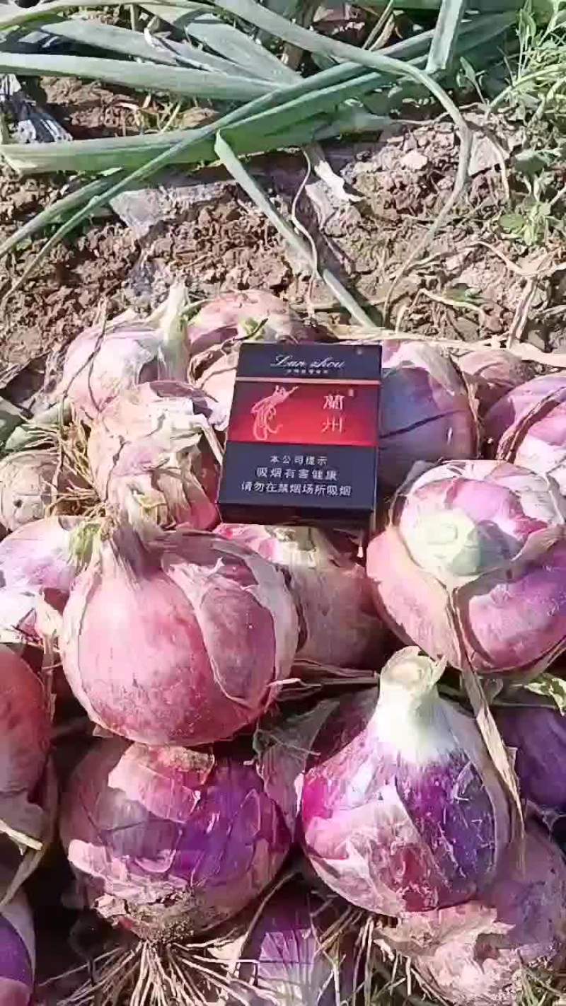 甘肃张掖二红洋葱