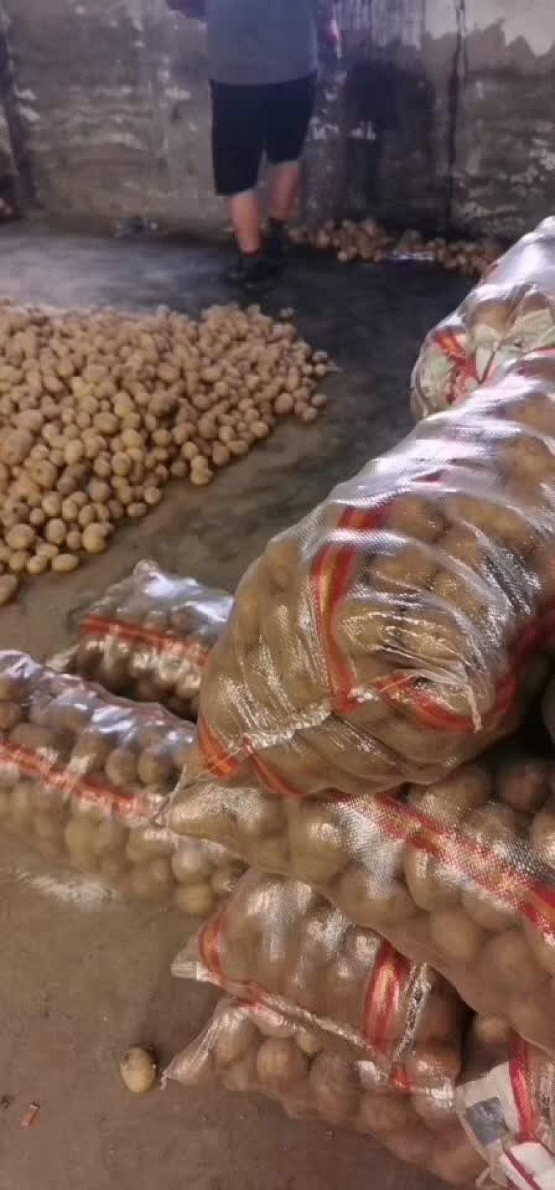 荷兰十五土豆种子，荷兰七种薯，荷兰806种薯，黄金薯，