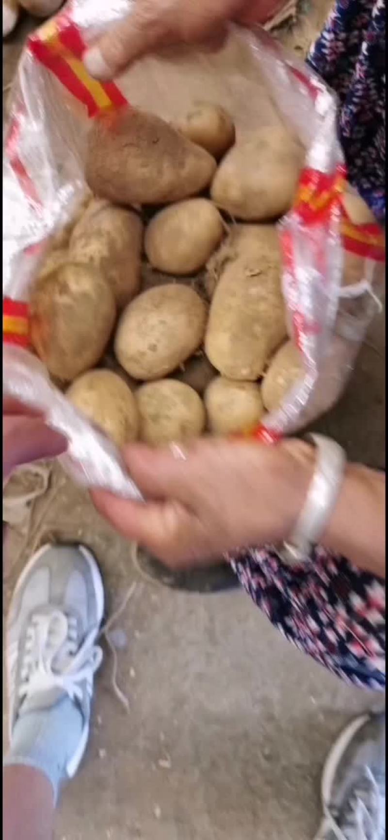 荷兰十五土豆种子，荷兰七种薯，荷兰806种薯，黄金薯，