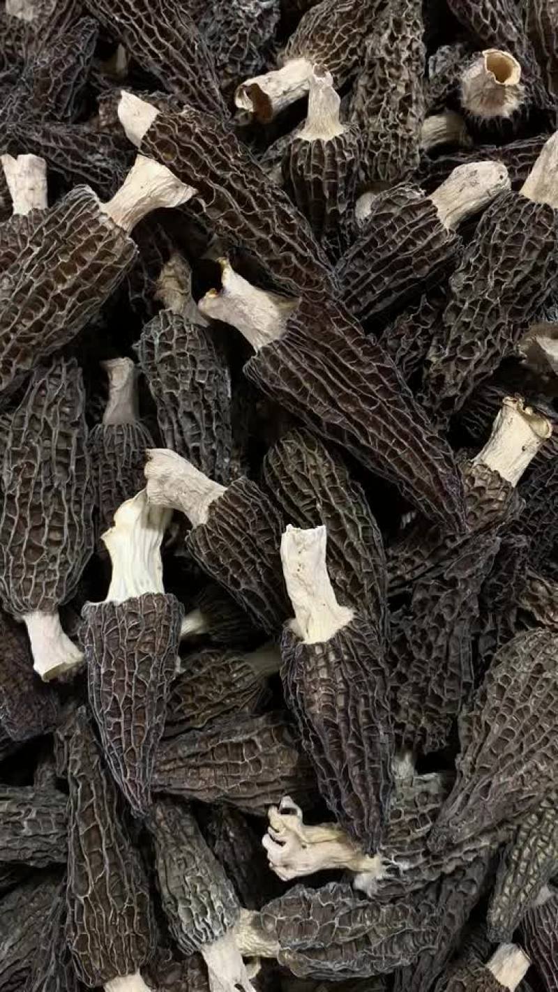 羊肚菌量大价优