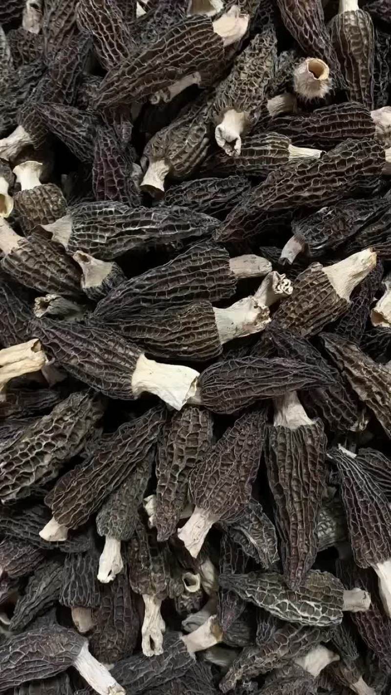 羊肚菌量大价优