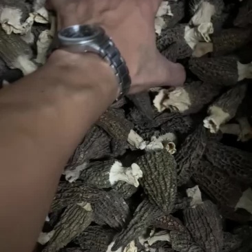 批发羊肚菌物美价廉