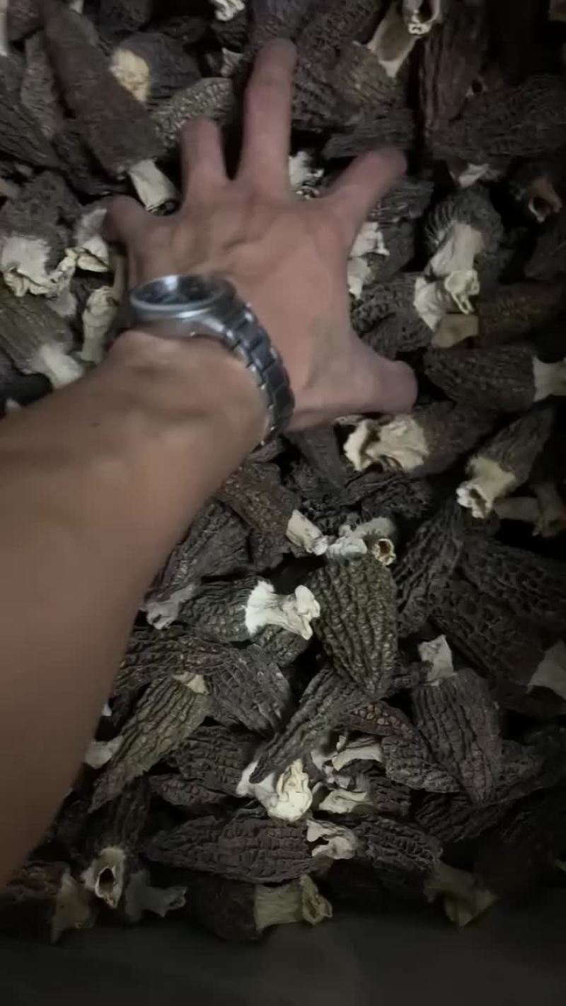 批发羊肚菌物美价廉