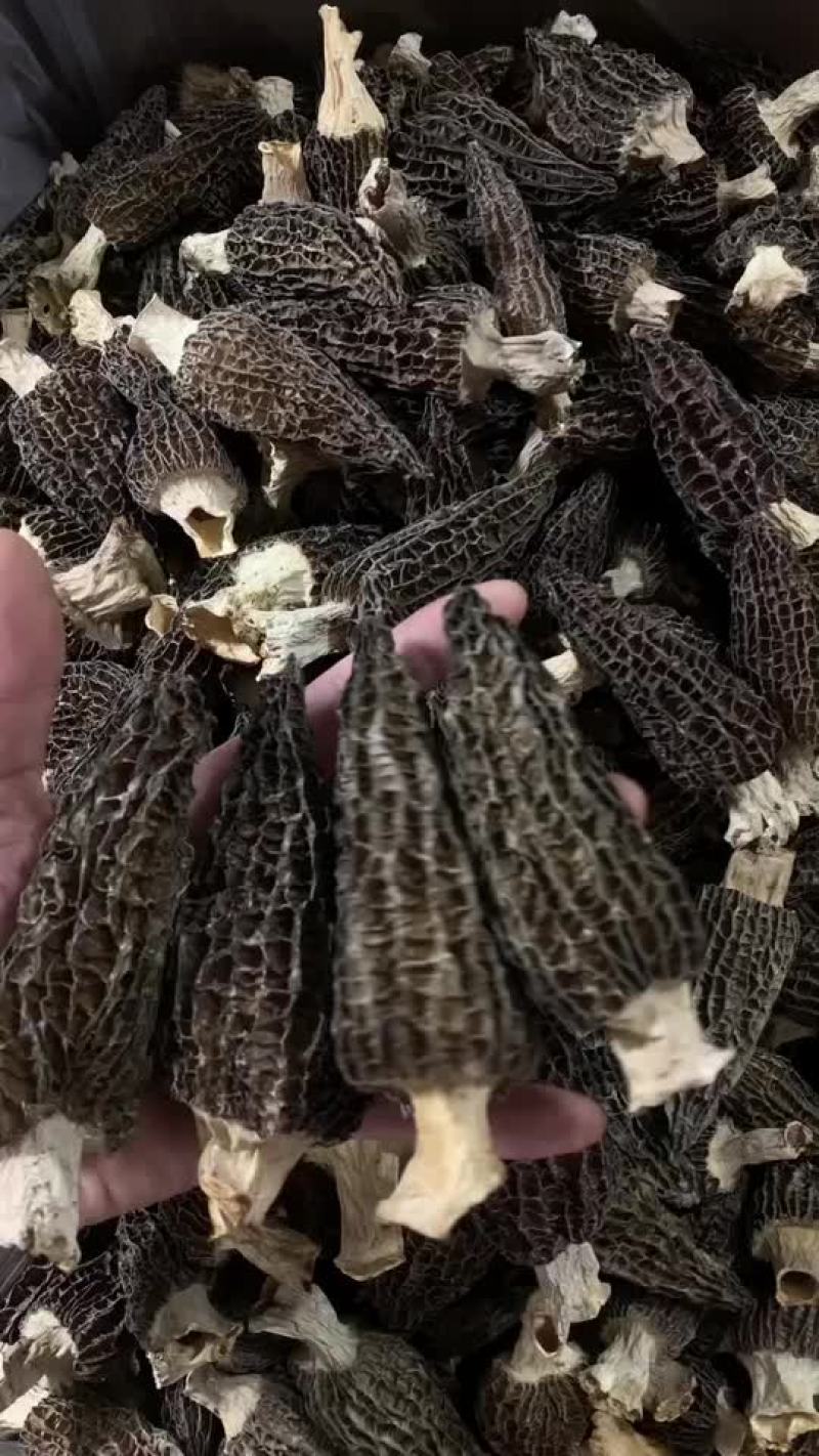 批发羊肚菌物美价廉