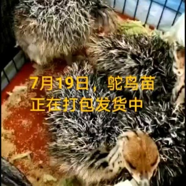 鸵鸟蛋