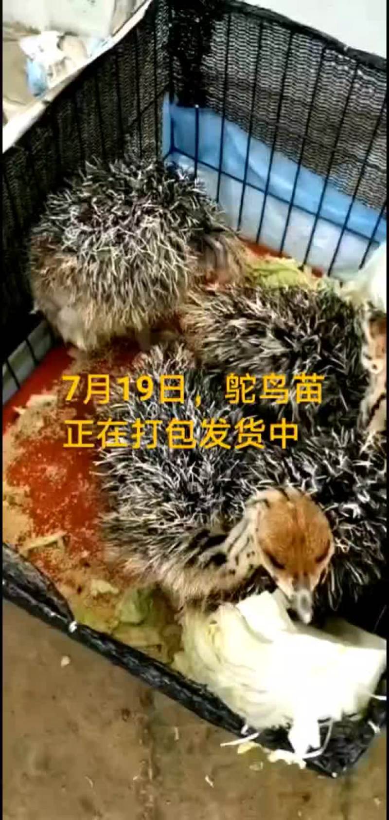 鸵鸟蛋