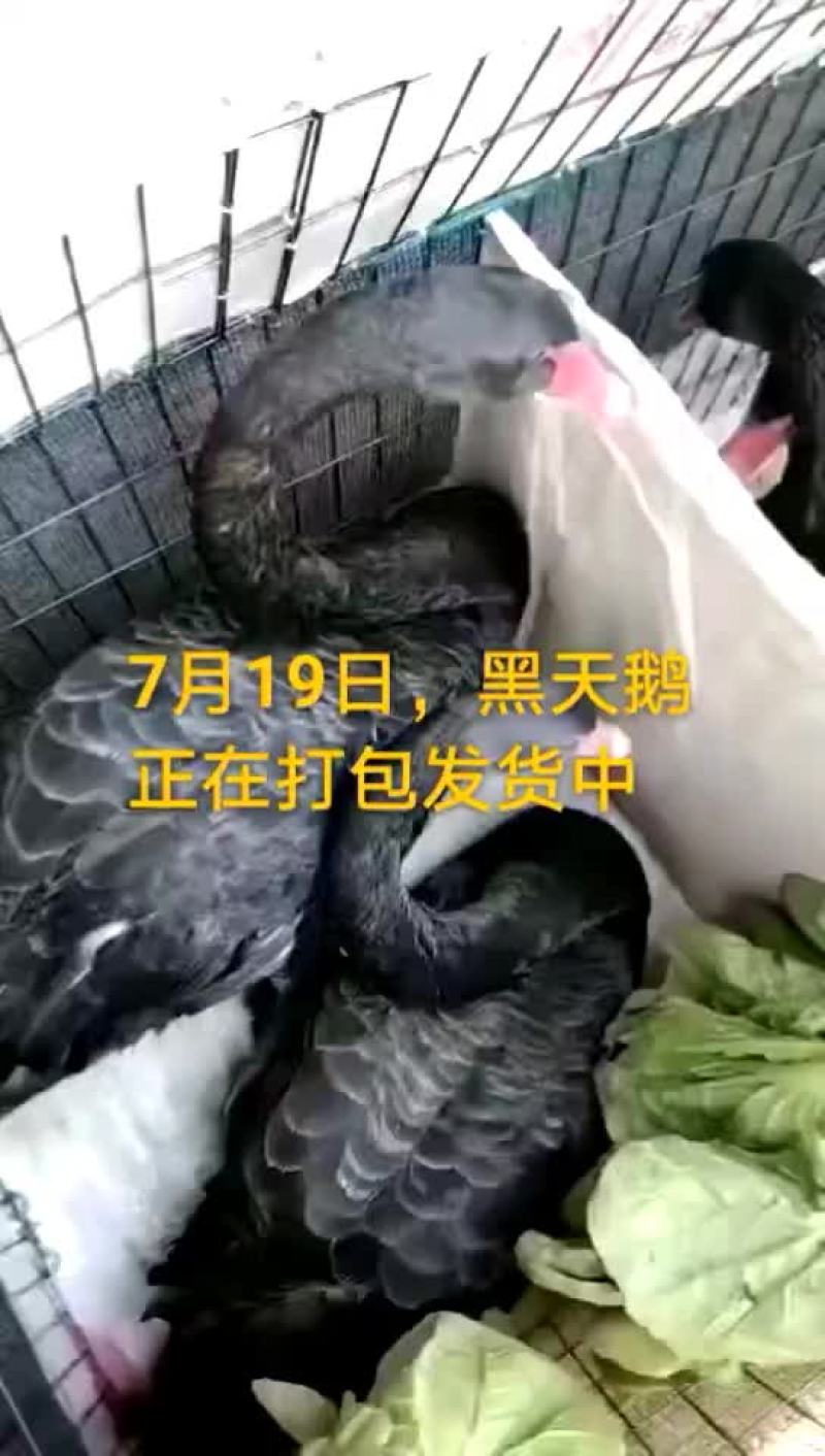 鸵鸟蛋