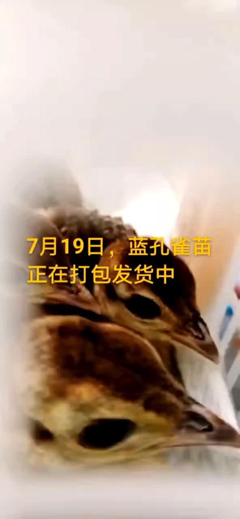 鸵鸟蛋