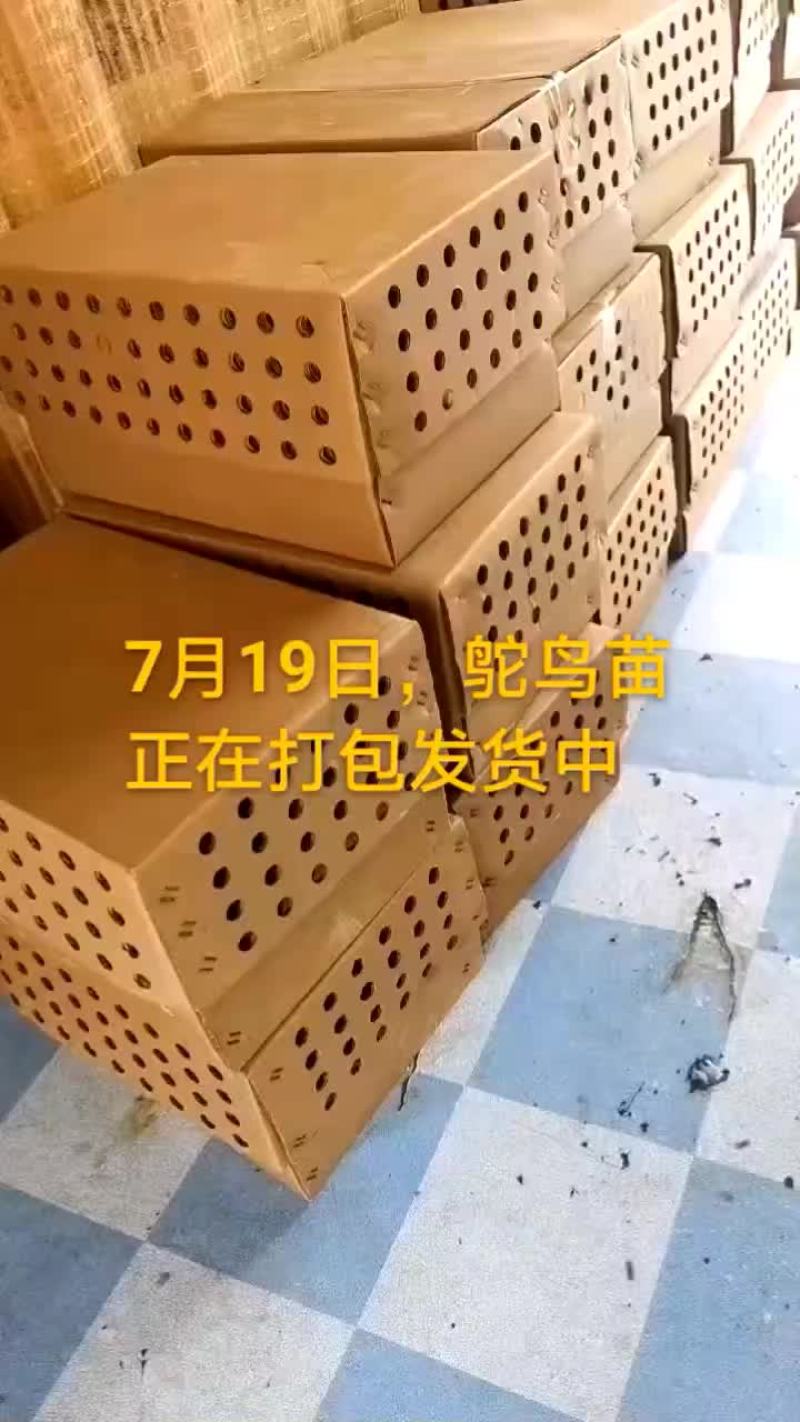 鸵鸟蛋