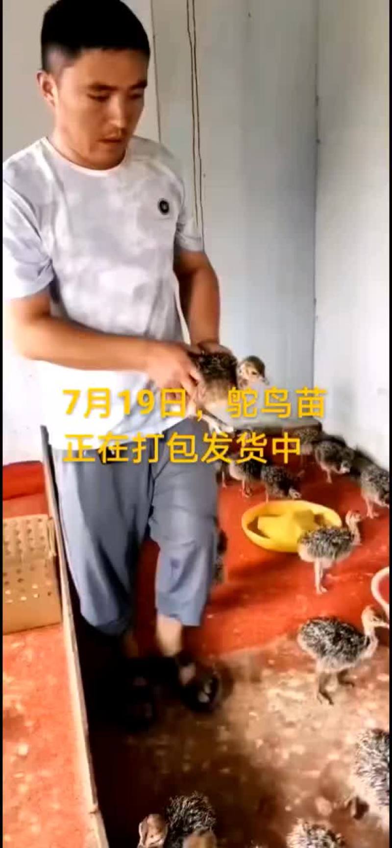 鸵鸟蛋