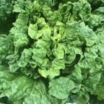 秋绿精品60，一级蔬菜，精品大白菜，一棵批发！