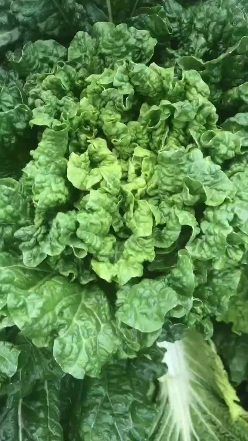 秋绿精品60，一级蔬菜，精品大白菜，一棵批发！