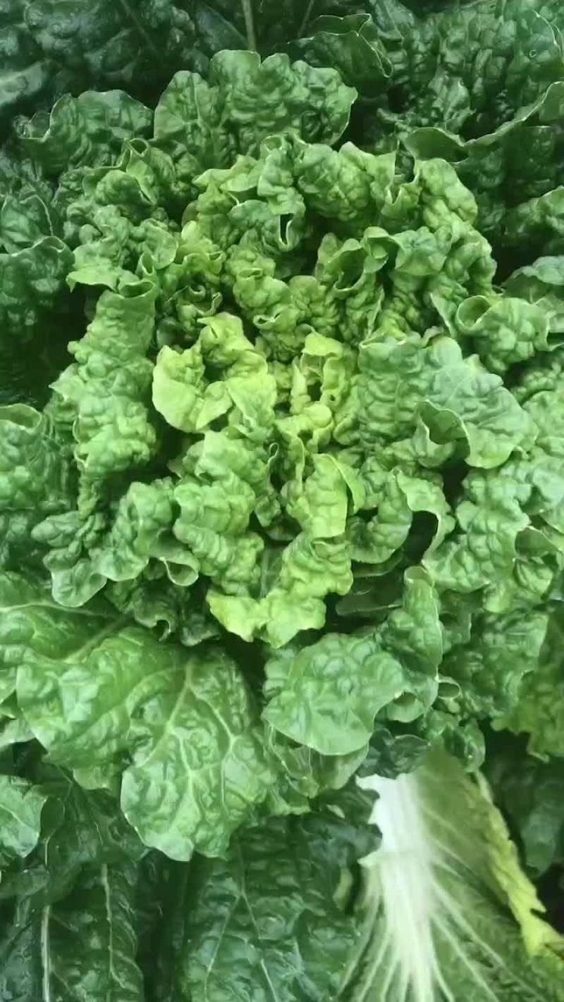 秋绿精品60，一级蔬菜，精品大白菜，一棵批发！