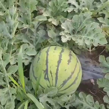 东北大西瓜大量上市，有要的联系，