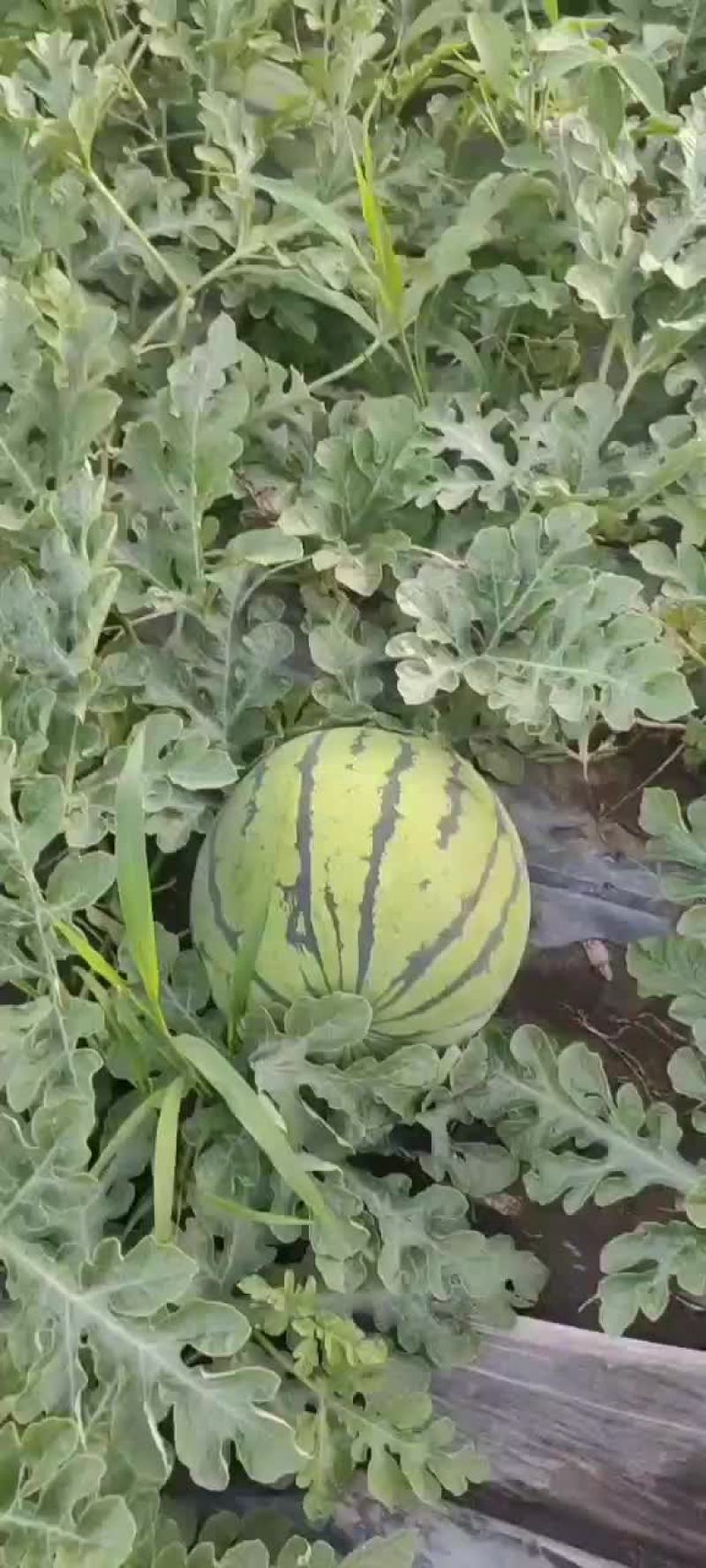 东北大西瓜大量上市，有要的联系，