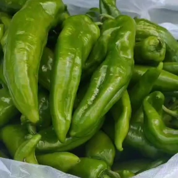 东北尖椒，大量上市，有要的联系价美丽，