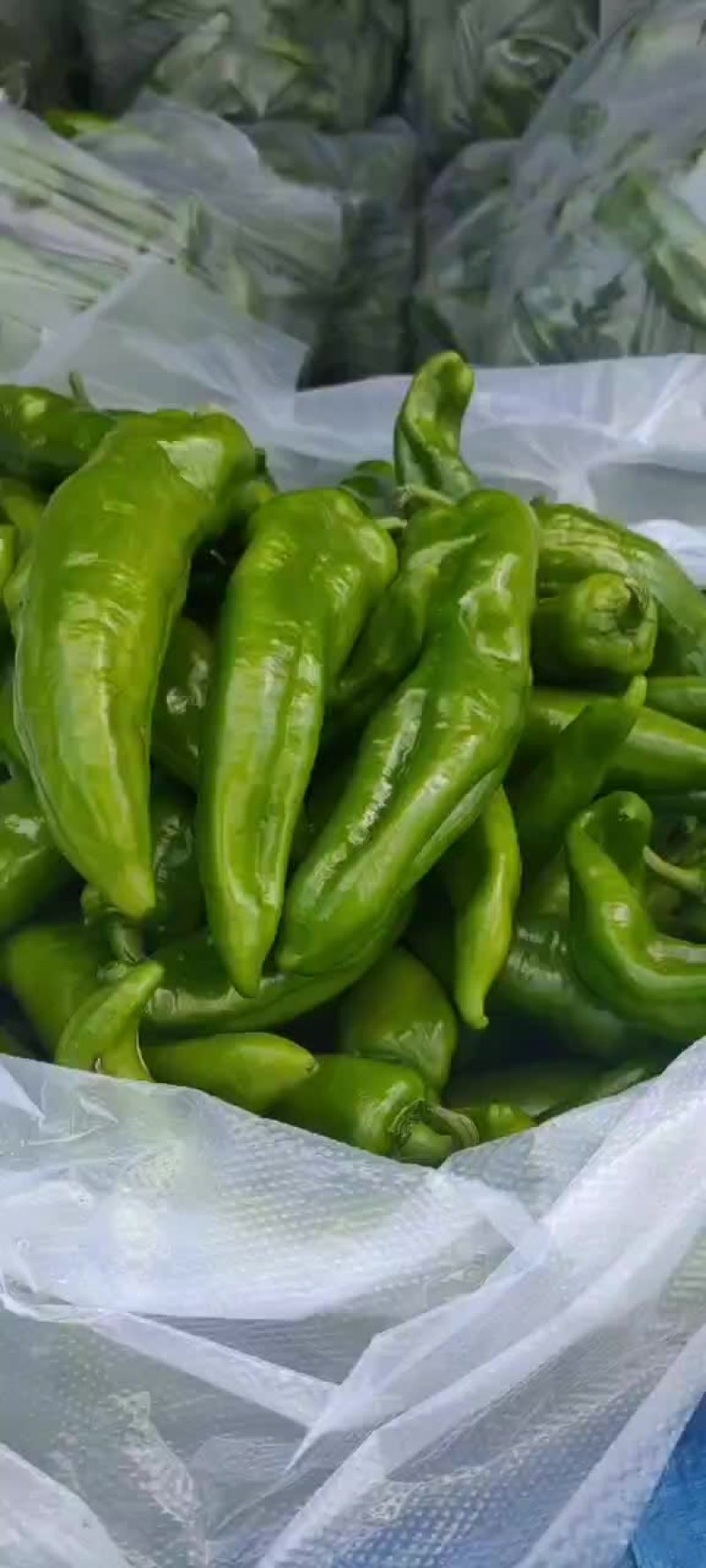 东北尖椒，大量上市，有要的联系价美丽，