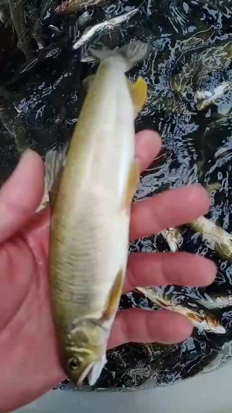 香鱼