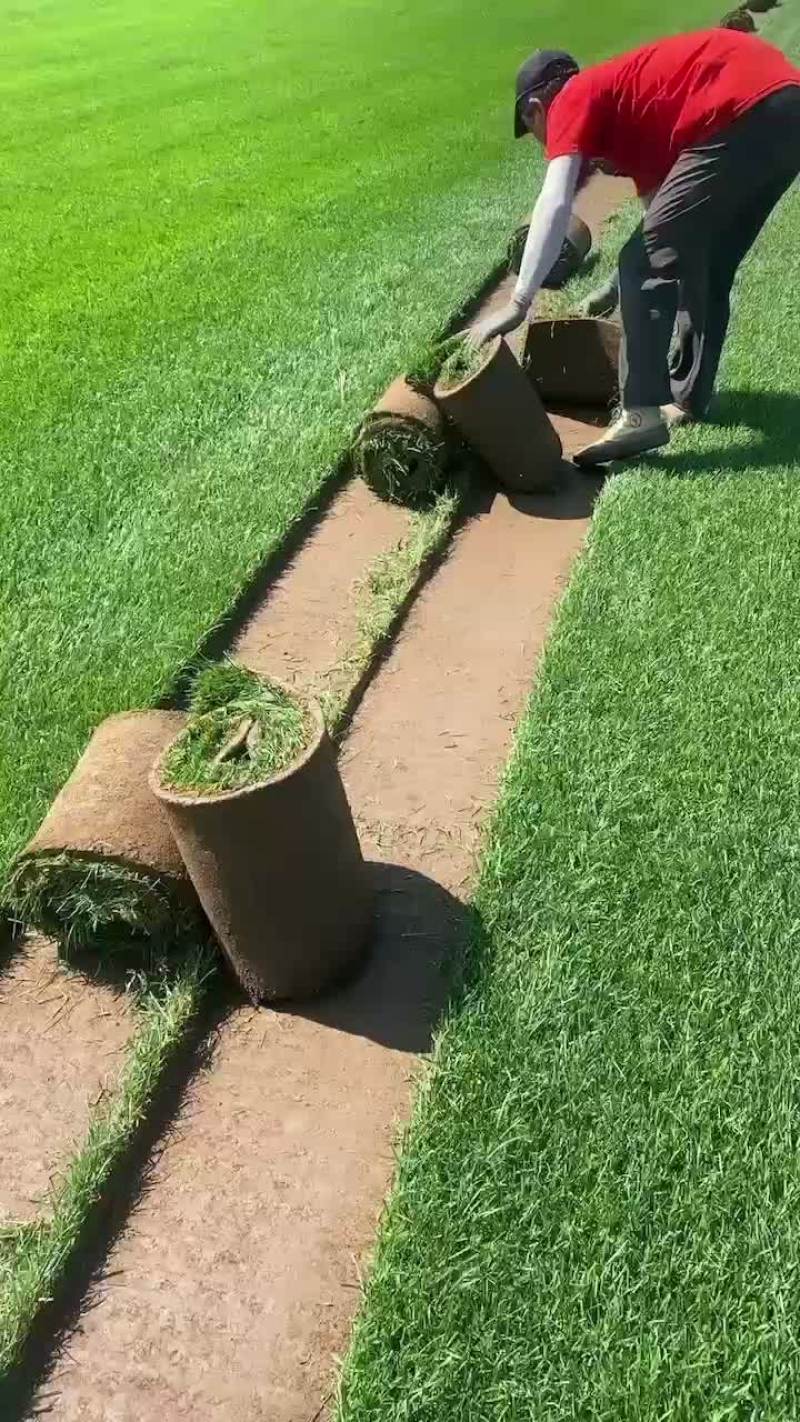 早熟禾草坪大量出货