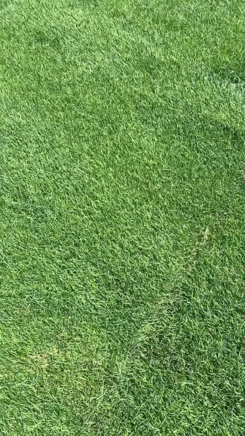 早熟禾草坪大量出货