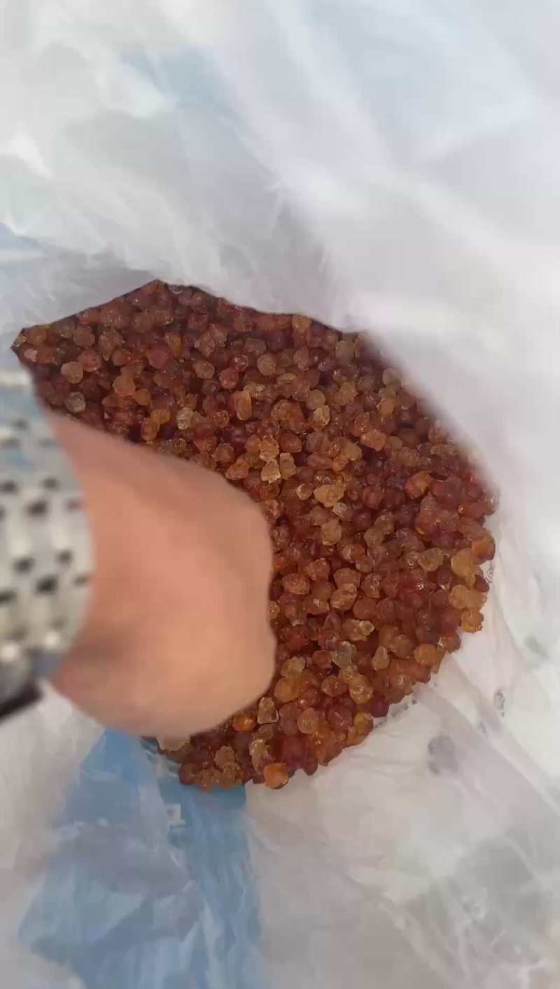 人工修剪桃胶（非机器打磨）