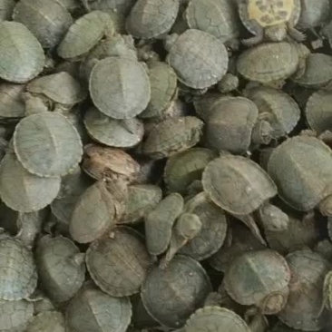 没及时回复的可以电19973779378