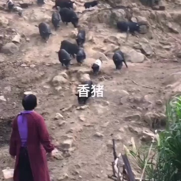 供应优质环江香猪，全年放养，16个月以上出售，肉质杠杠的