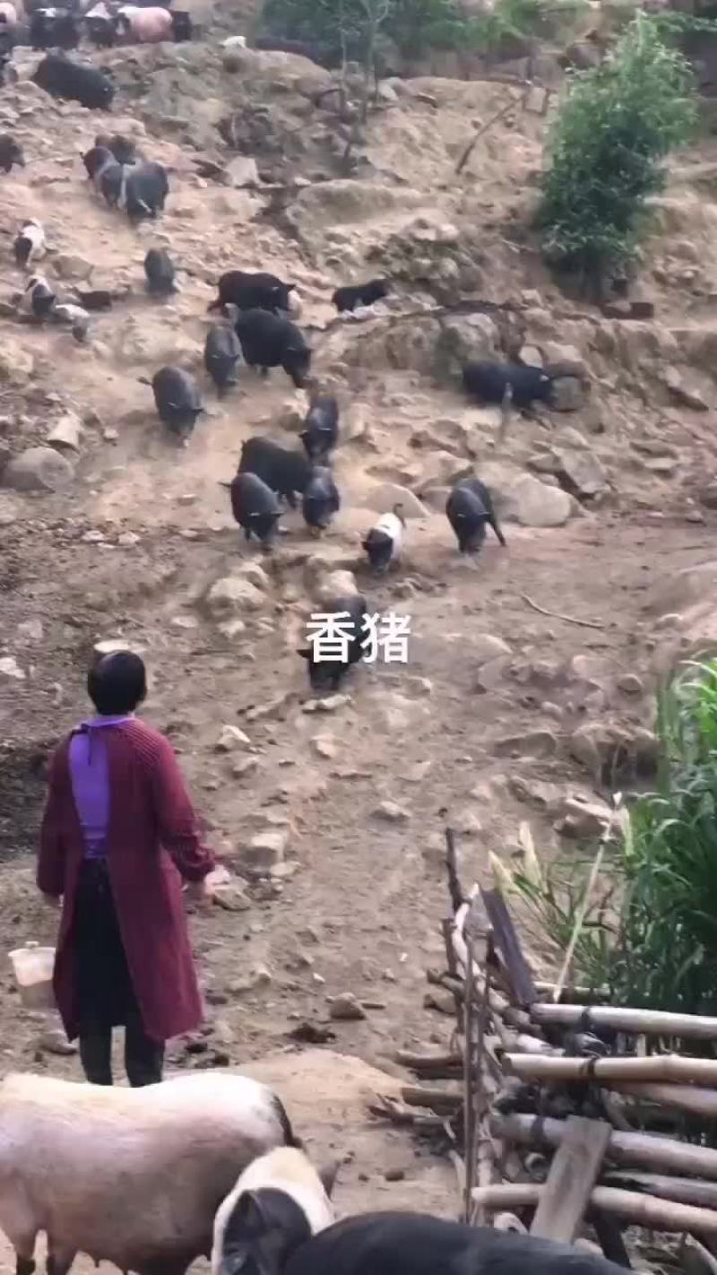 供应优质环江香猪，全年放养，16个月以上出售，肉质杠杠的