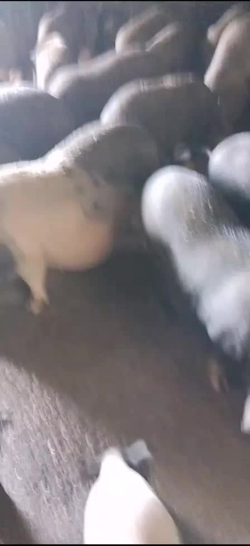 供应优质环江香猪，全年放养，16个月以上出售，肉质杠杠的