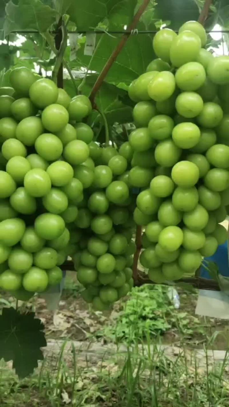 阳光玫瑰