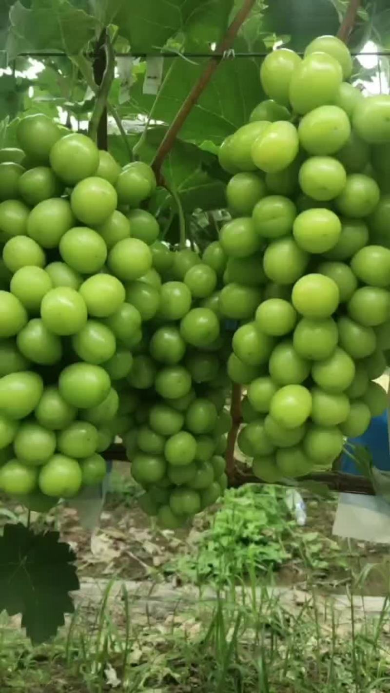 阳光玫瑰