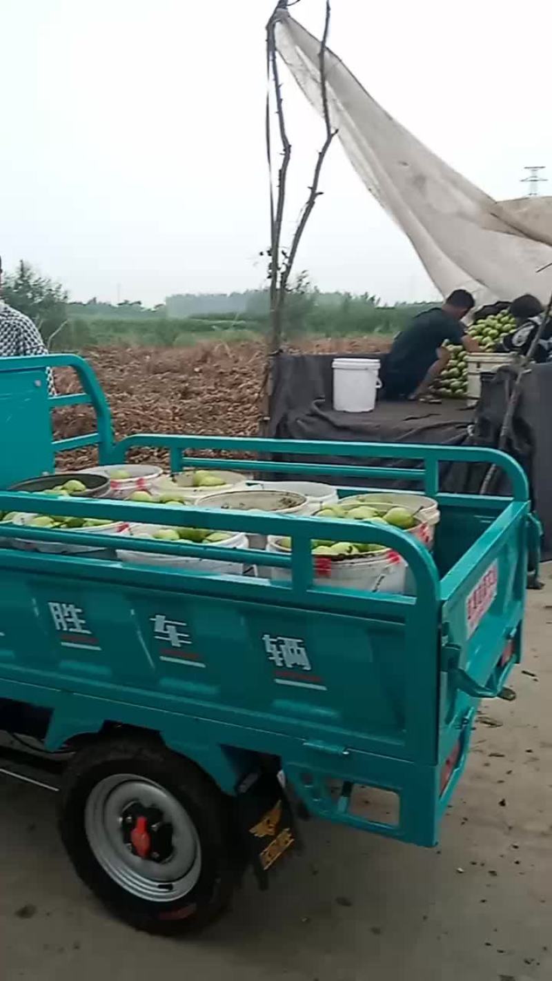 早酥梨，七号梨正在装车中，发往河北沧州。每天发车，大量有