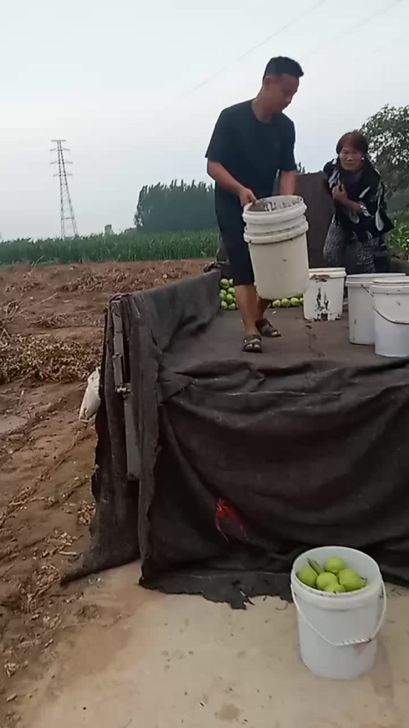 早酥梨，七号梨正在装车中，发往河北沧州。每天发车，大量有