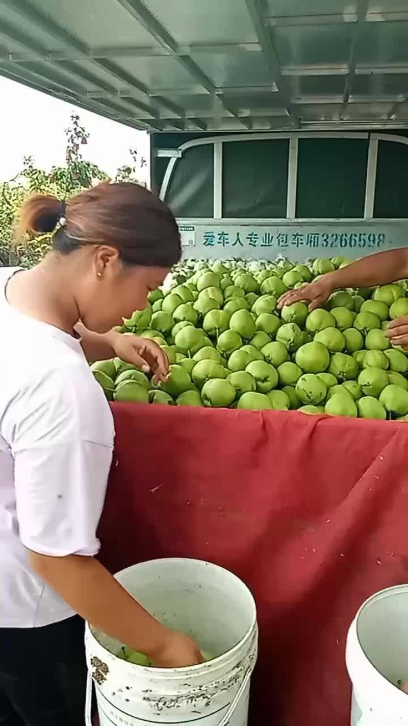早酥梨，七号梨正在装车中，发往河北沧州。每天发车，大量有