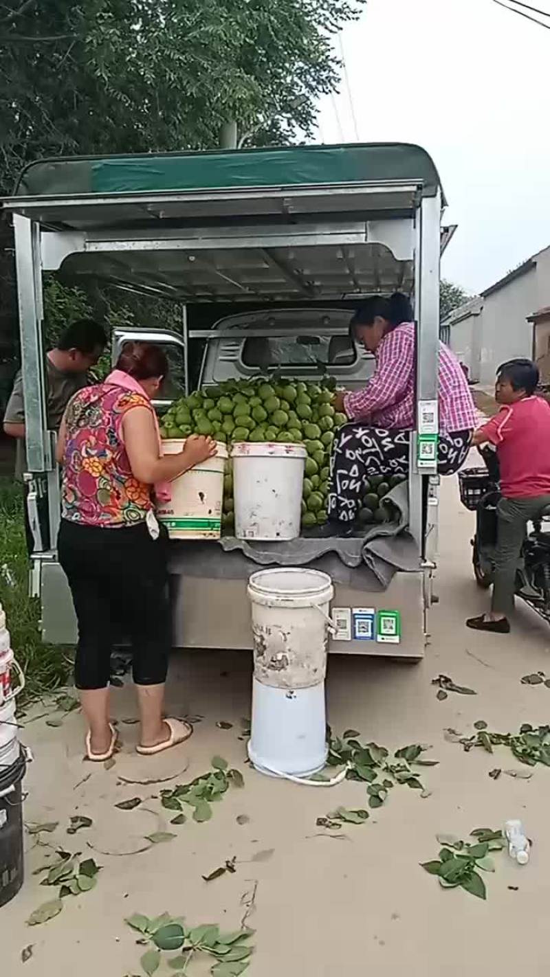 早酥梨，七号梨正在装车中，发往河北沧州。每天发车，大量有