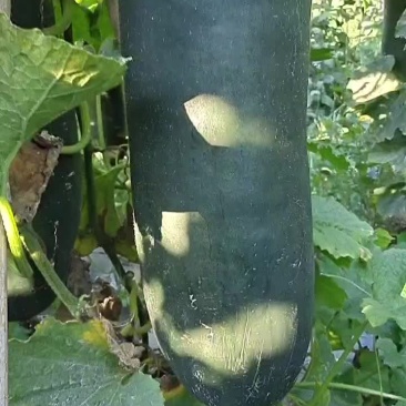 抗病绿优吊冬瓜