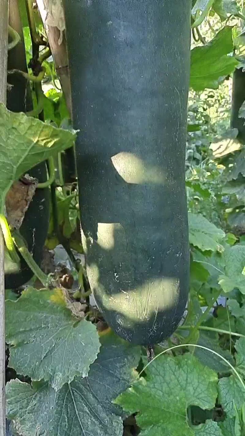 抗病绿优吊冬瓜