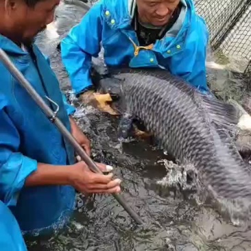 出售螺蛳青