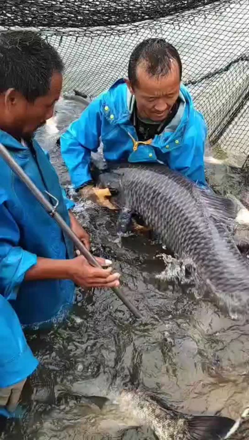 出售螺蛳青