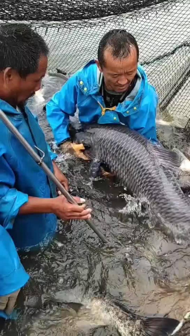 出售螺蛳青
