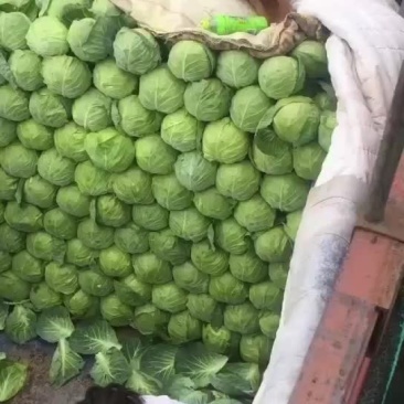 兰州高原夏菜