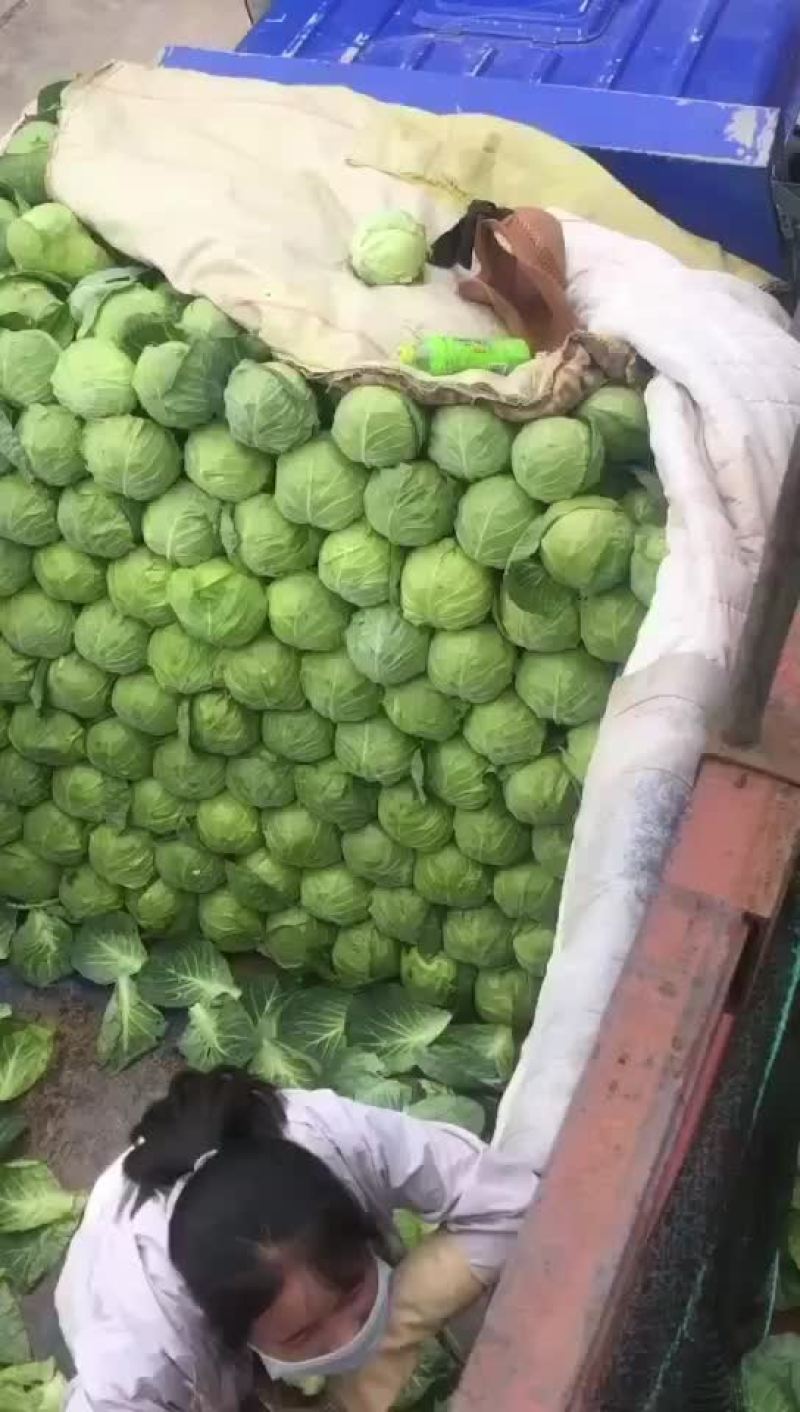 兰州高原夏菜