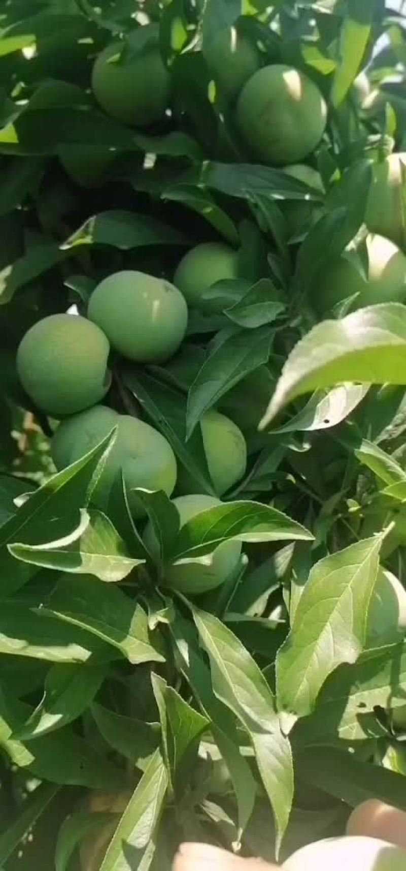 青脆李子价格青脆李子基地青脆李子批发