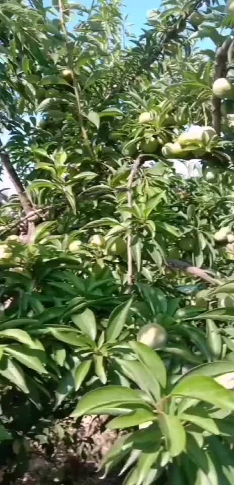 青脆李子价格青脆李子基地青脆李子批发