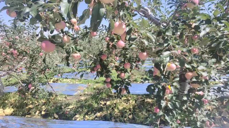 中兴苹果已上市