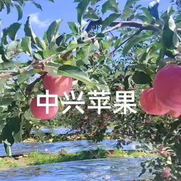 中兴苹果已上市